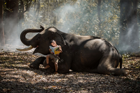 El elefante Lolo